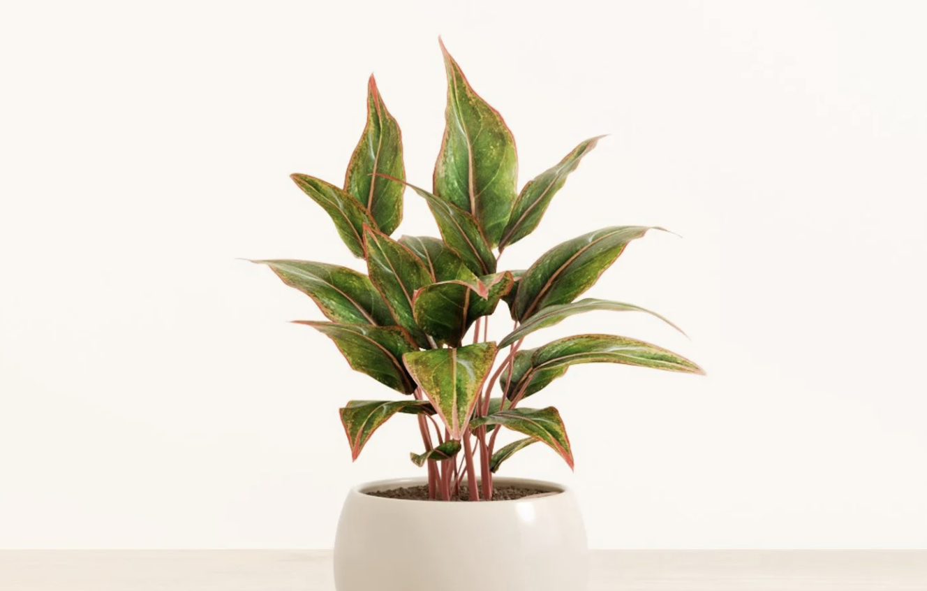 Aglaonema Siam Pink