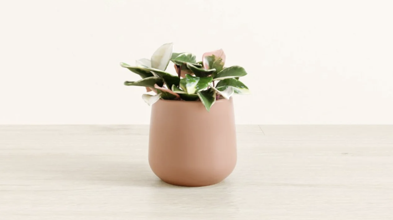 potted plant on table