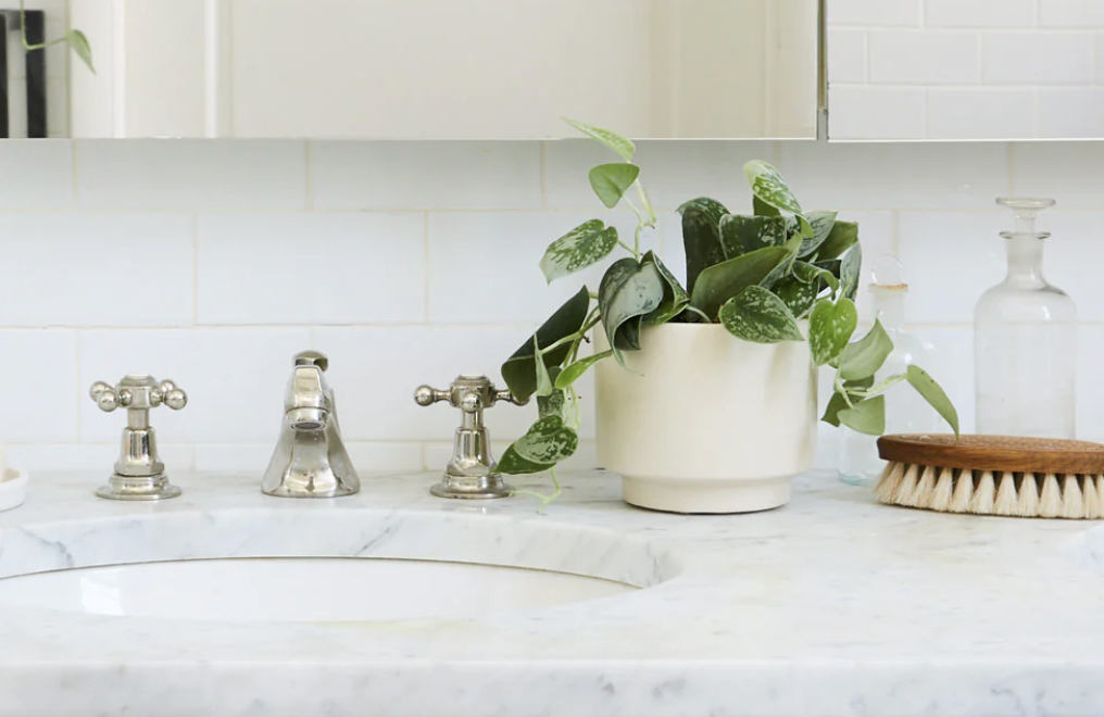 Scindapsus pictus plant on bathroom counter