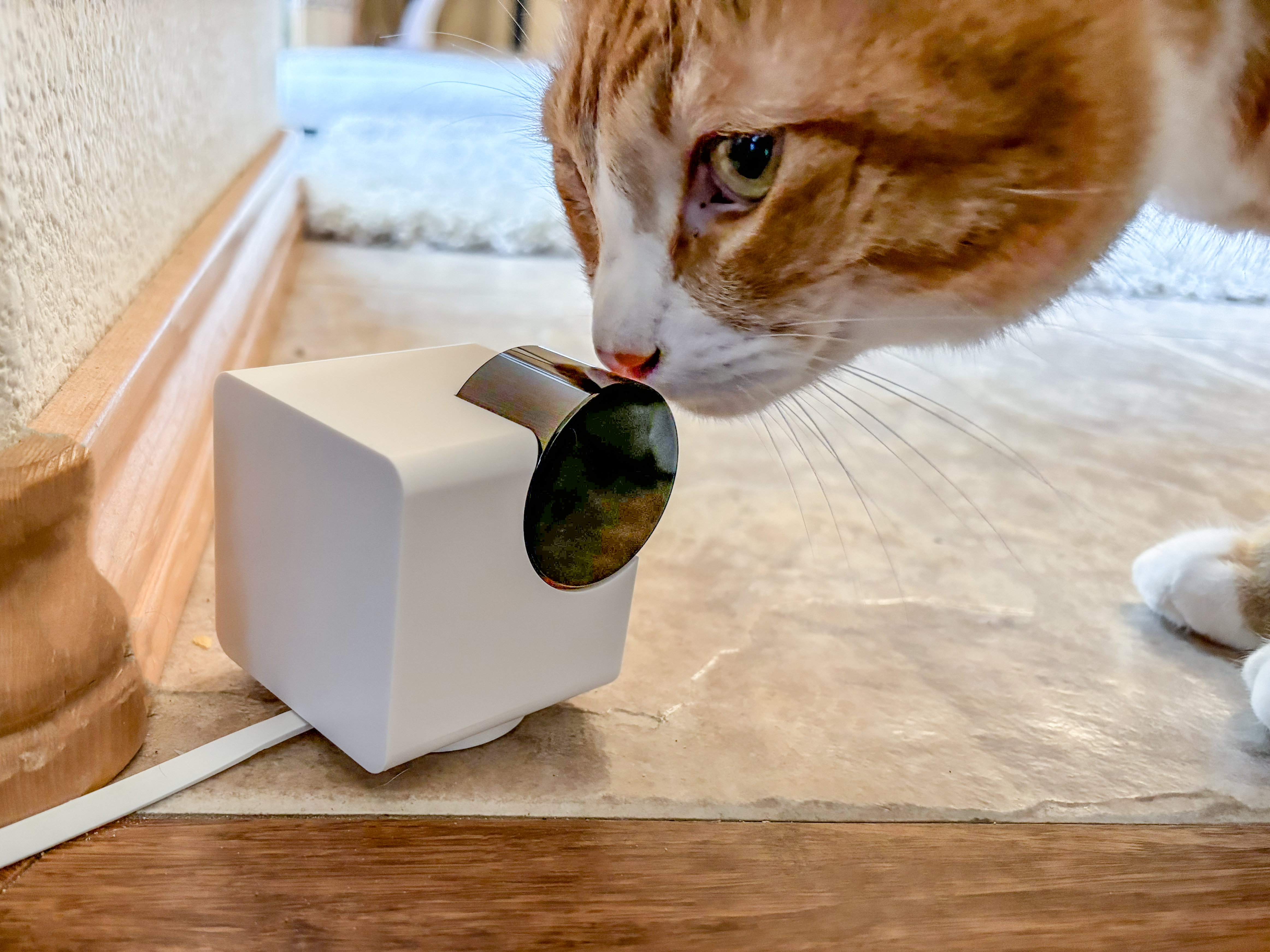 An orange cat inspects the Petcube 360 cam on a stone floor.