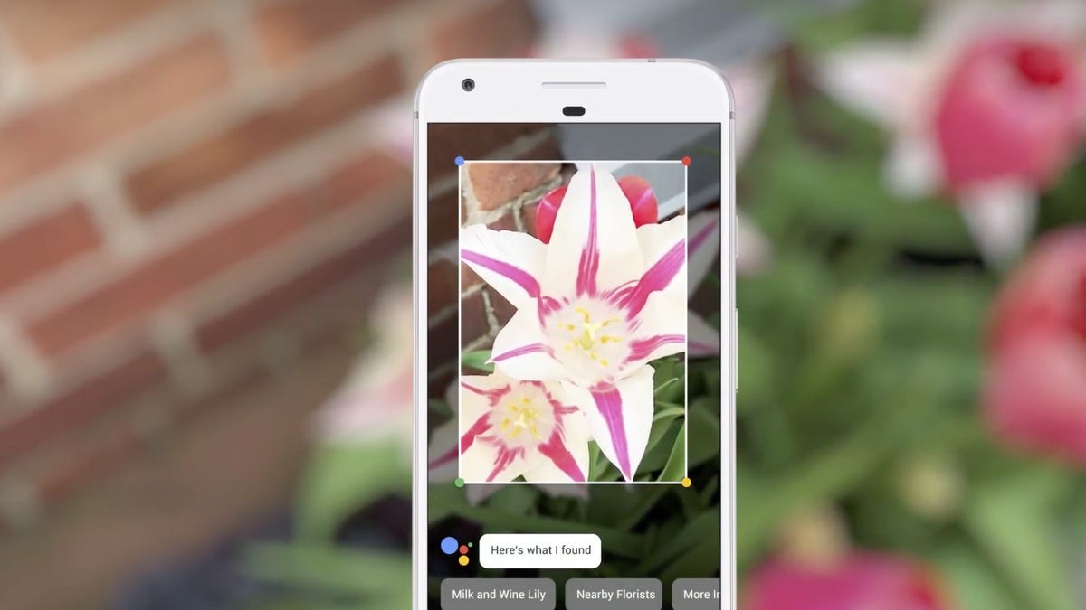 A phone camera looking at a flower via Google Lens