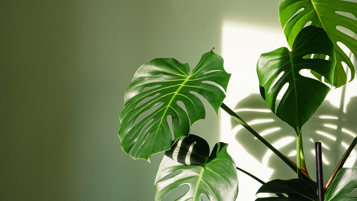 Monstera plant indoors in sunlight