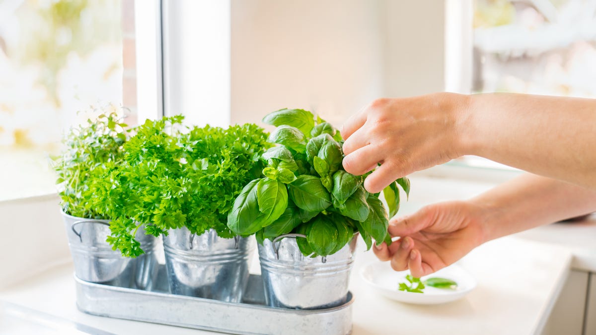 Close-up on woman's hand picking leaves of basil, parsley and thyme.