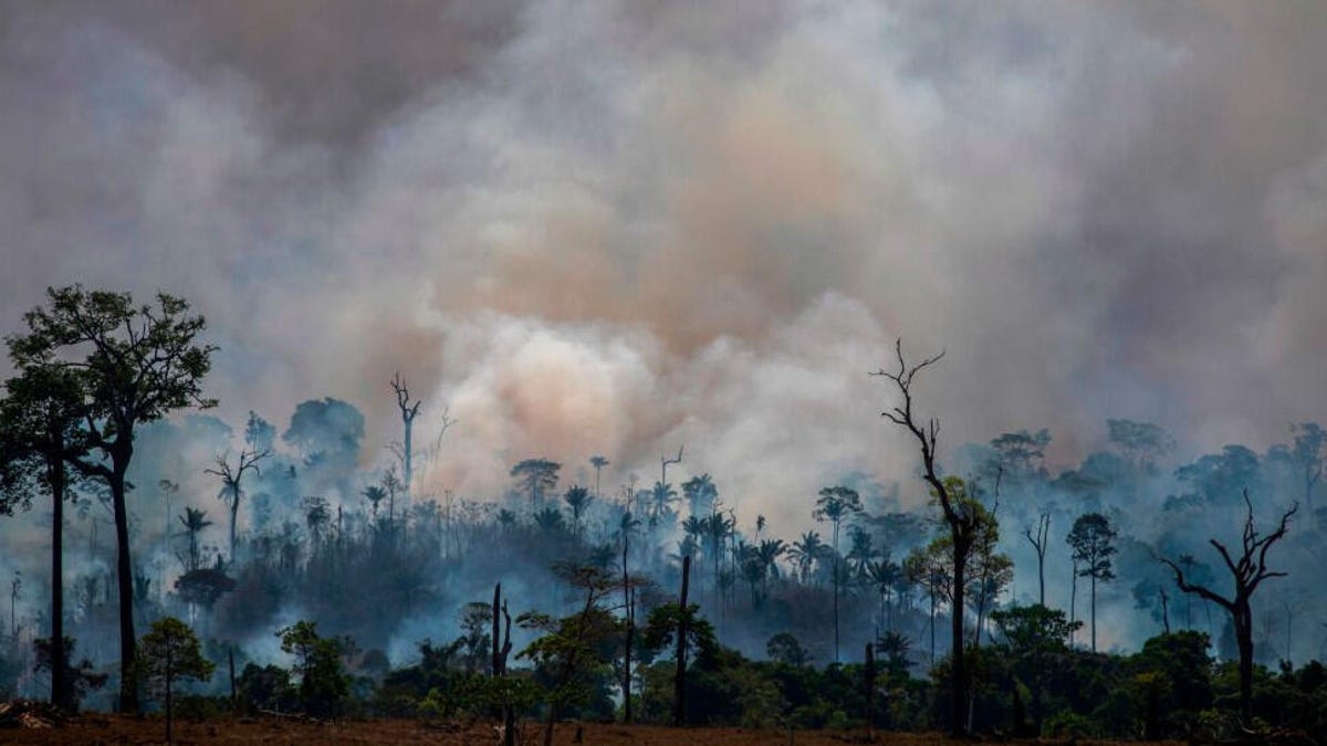 amazonrainforest-joaolaetgetty