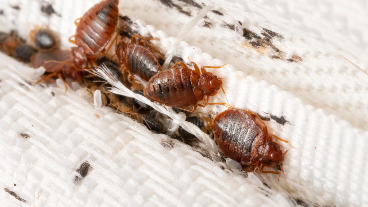 Bed bug colony on mattress