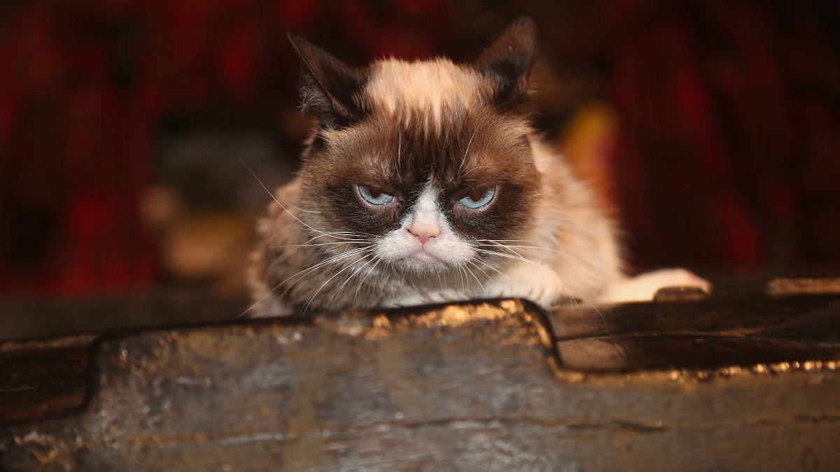 Grumpy Cat Visits The Broadway Cast of "Cats"