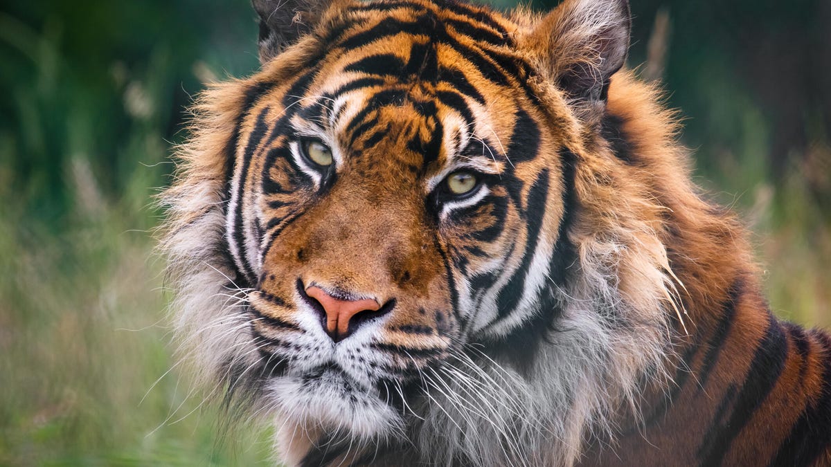 gettyimages-510262289