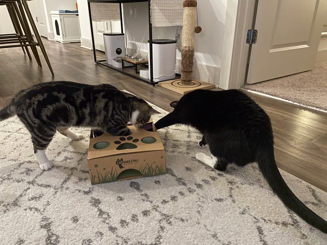 Cat Amazing Treat Maze and Puzzle Feeder