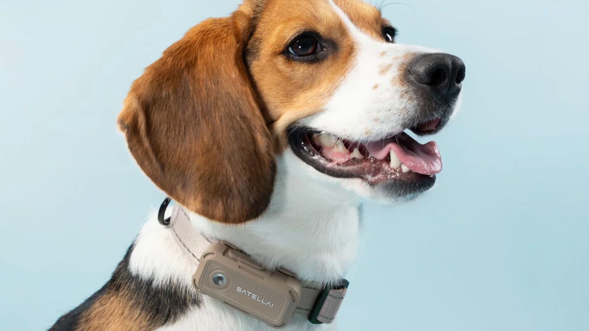 A beagle wearing the Satellai Collar Go model in front of a blue background.
