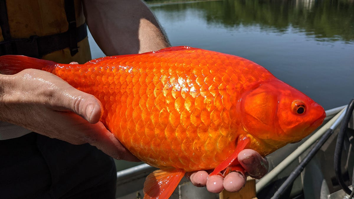 giant-goldfish