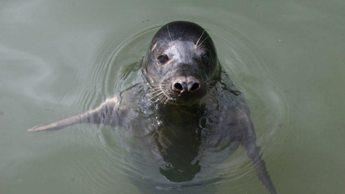 singingseal