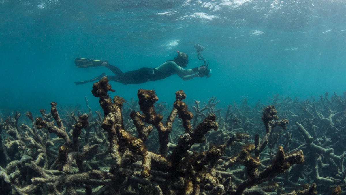 gbr-longform-big-hero