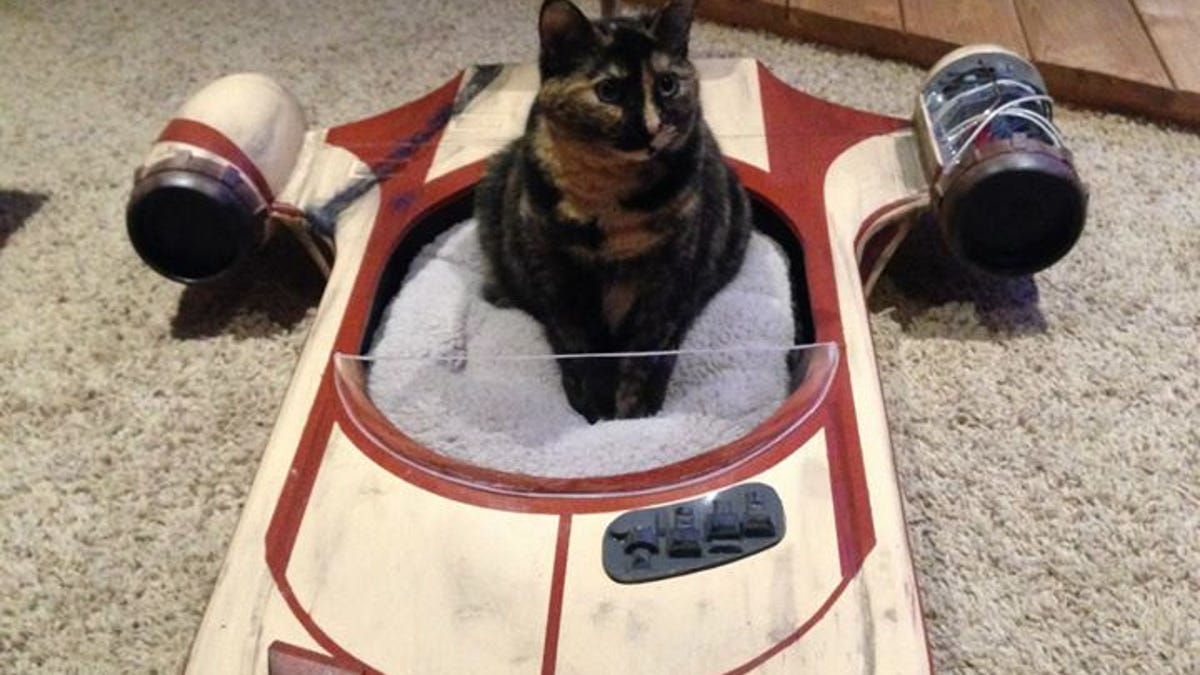 catspeeder2.jpg