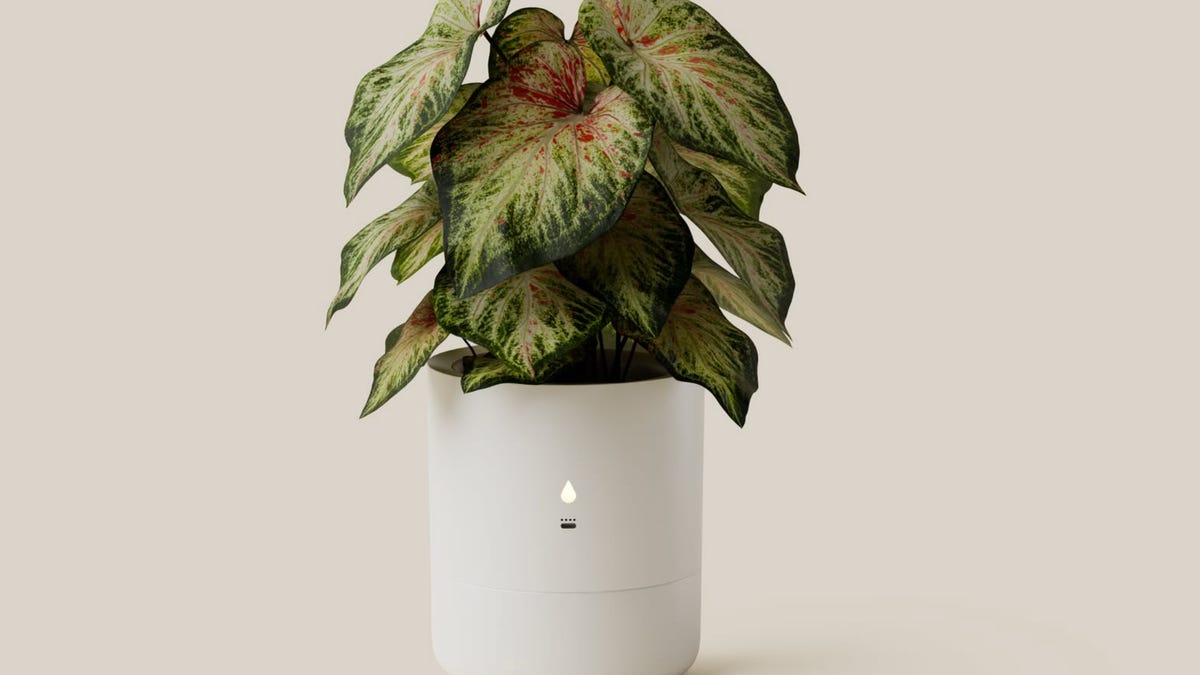 leafy pod planter