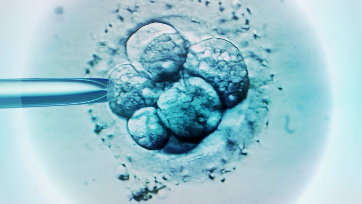 A close-up image of embryos in a petri dish during the IVF process