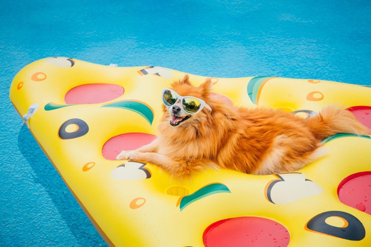Pomeranian dog wearing sunglasses on pizza shaped pool float.