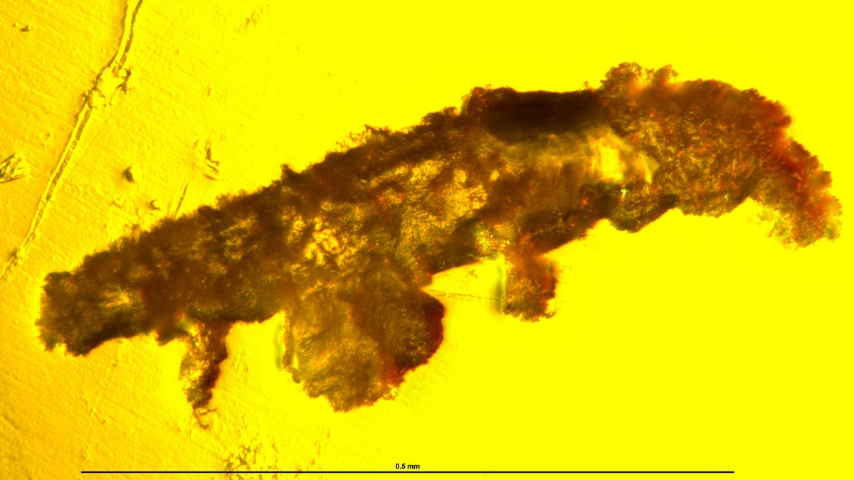 tardigrade-firstlateral