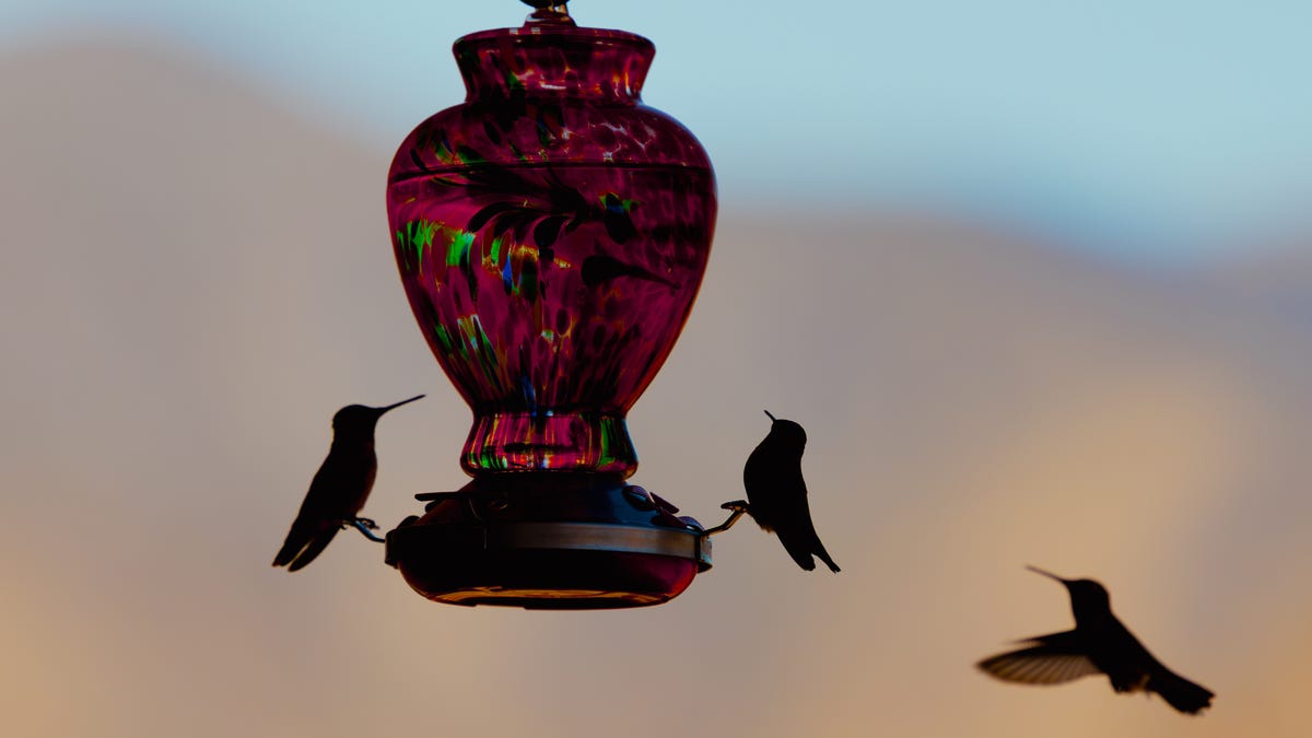 Hummingbirds on a feeder