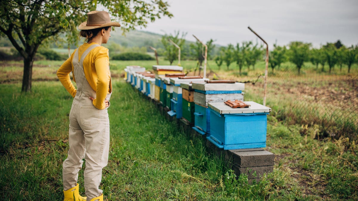 A ohoto of a person wearing overalls standing in front of a row of bee hives