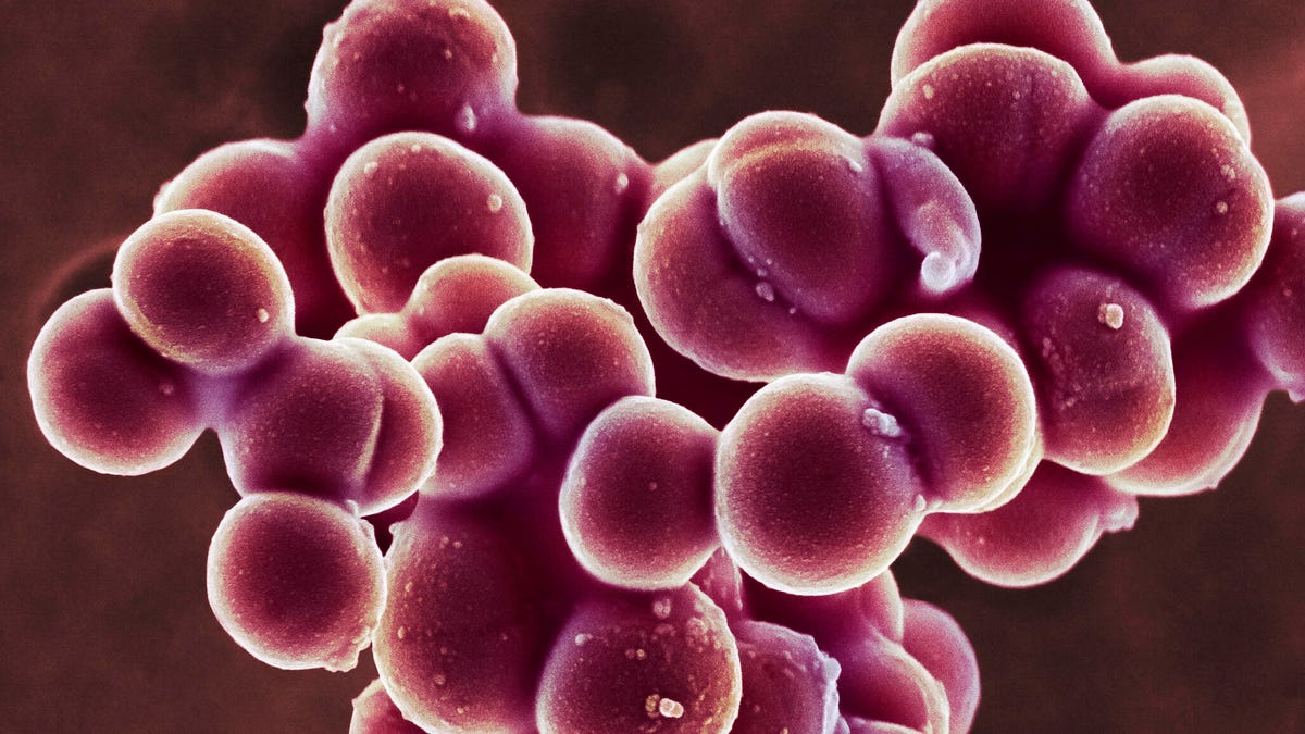 Staphylococcus aureus (MRSA) coccoid bacteria, colored scanning electron micrograph (SEM)