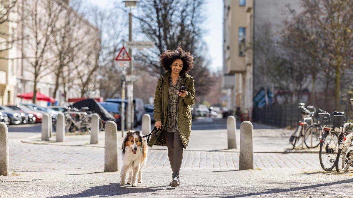 A black woman with long, curly afro walking her dog in a city crosswalk while looking t her phone.