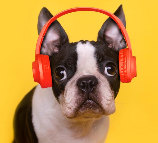 dog wearing red headphones