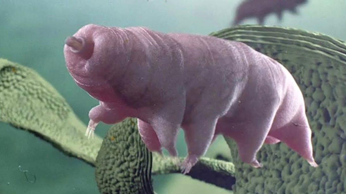 tardigrade1