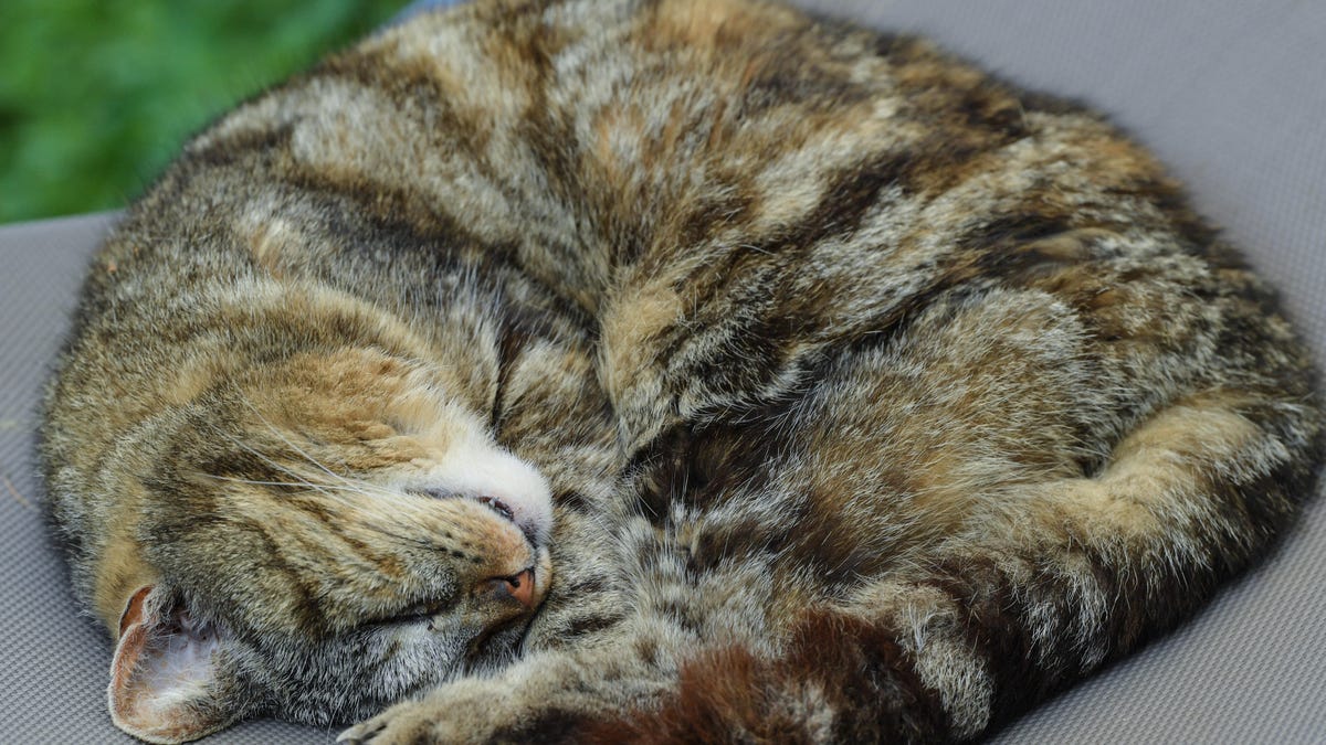 Patrick Pleul/Getty Images