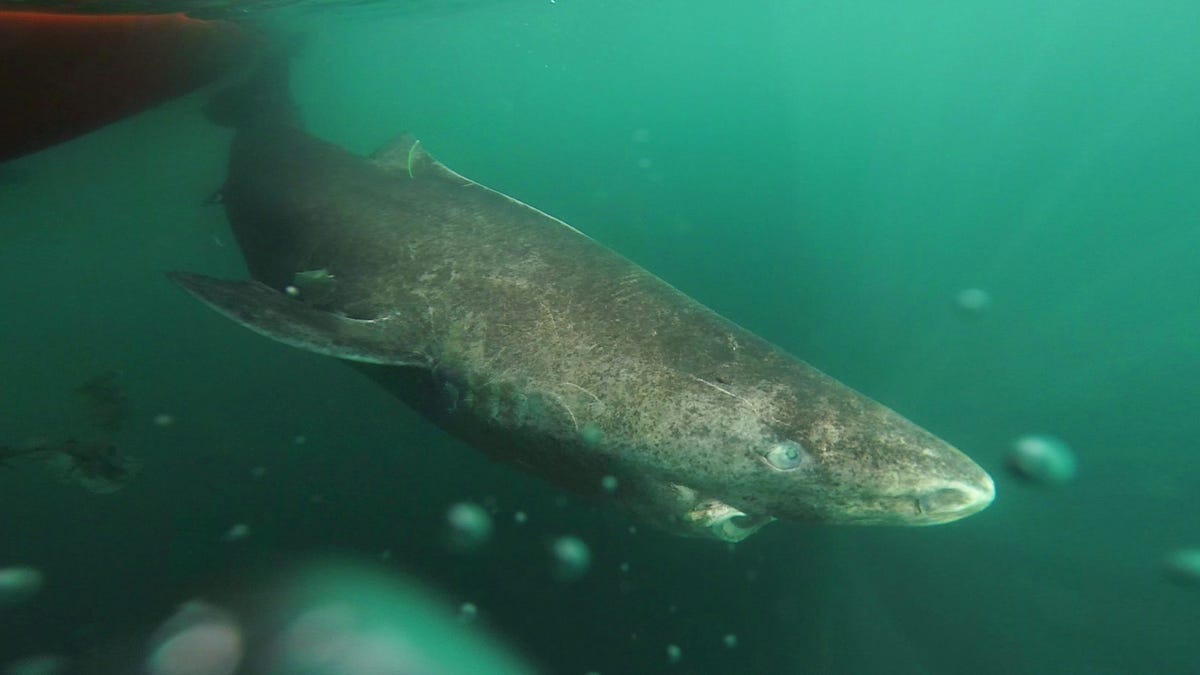 Greenland shark