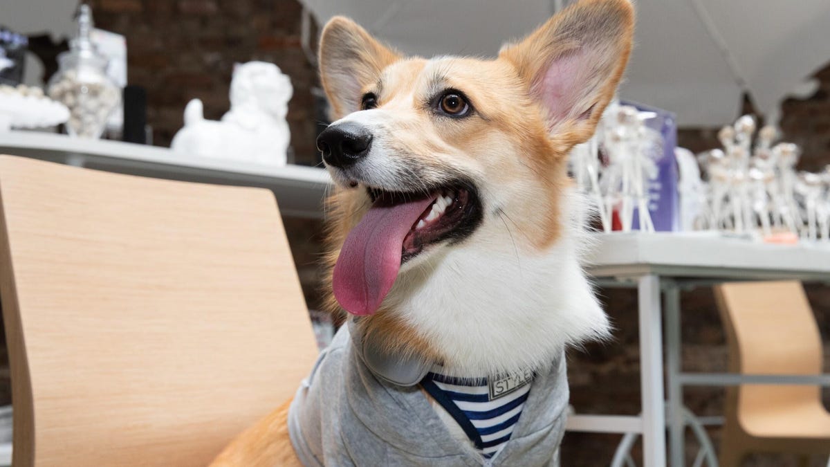 Corgi wearing a grey sweater and striped shirt