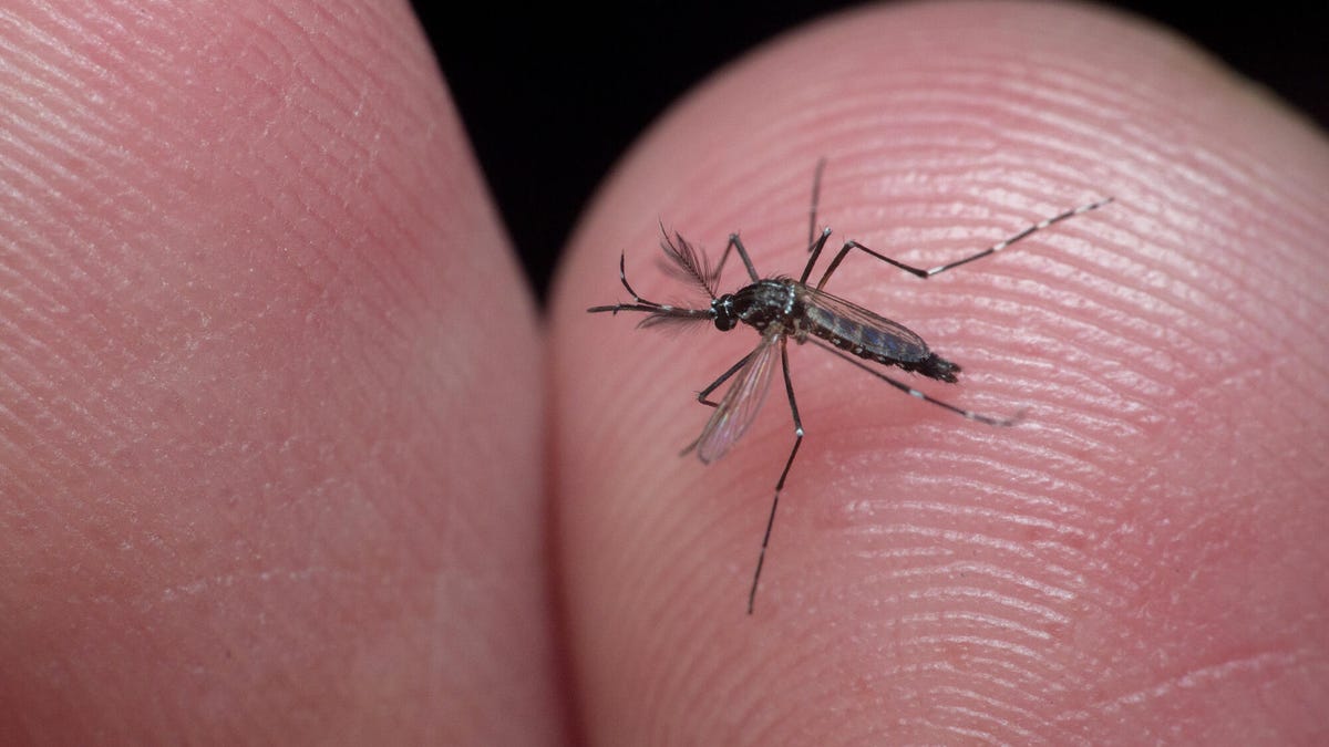A mosquito on the tip of someone's finger over a black background.