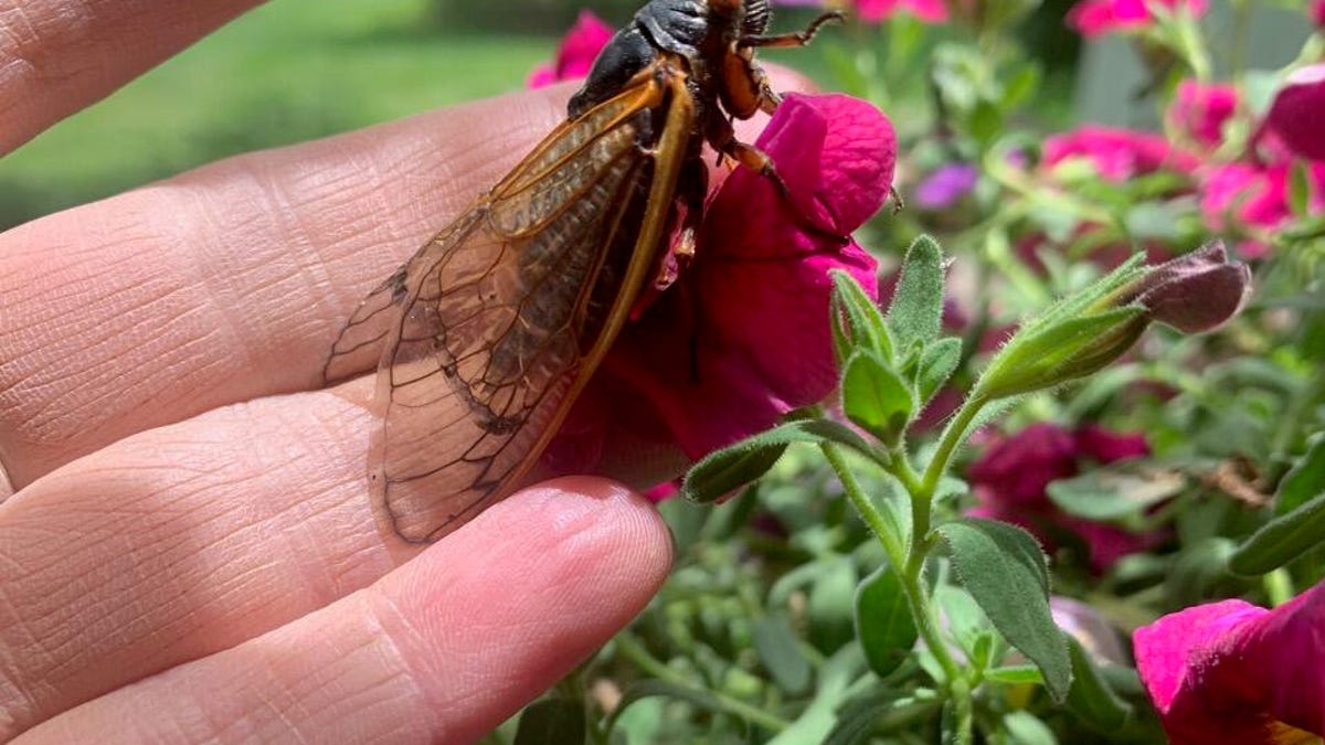hannahcicada1