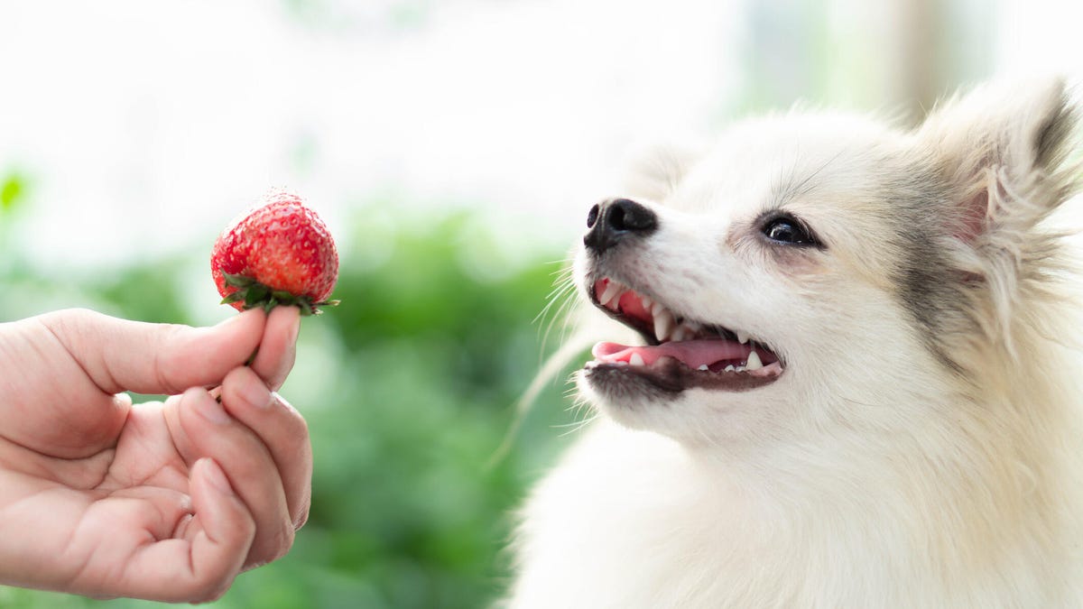 Closeup cute pomeranian dog looking at red strawberry in human's hand