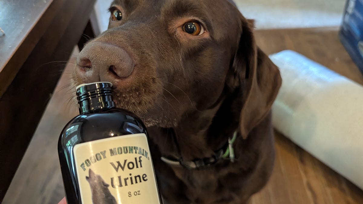 Bissell Revolution HydroSteam