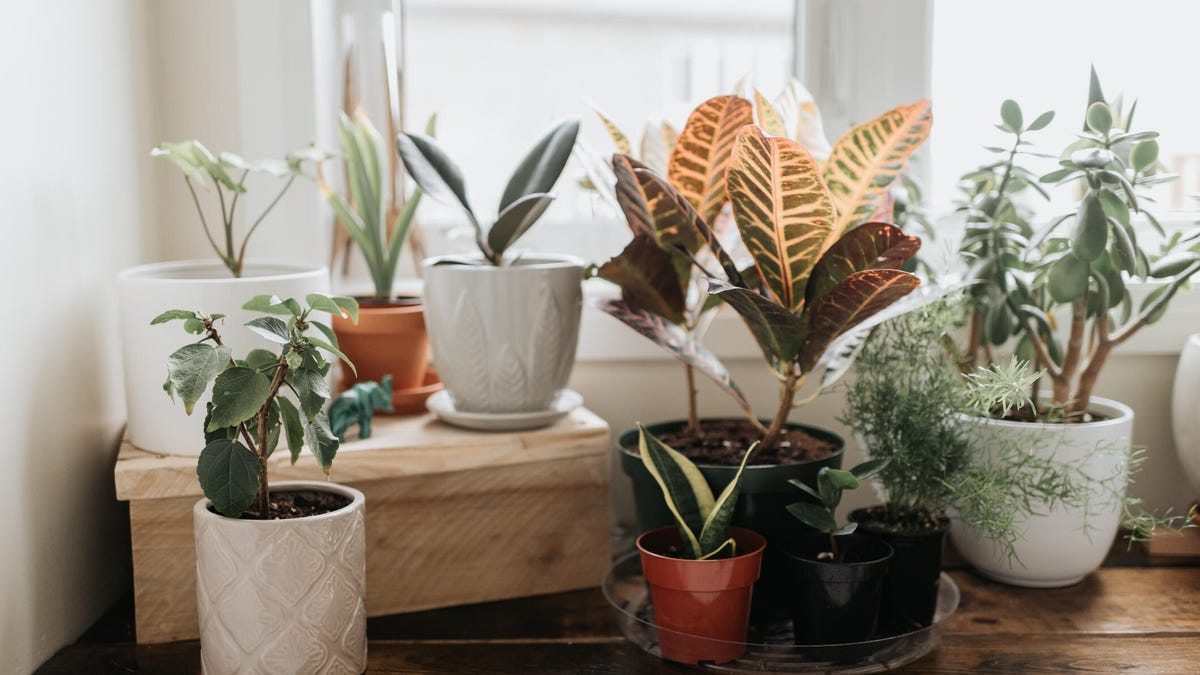 A selection of potted plants in front of a window.