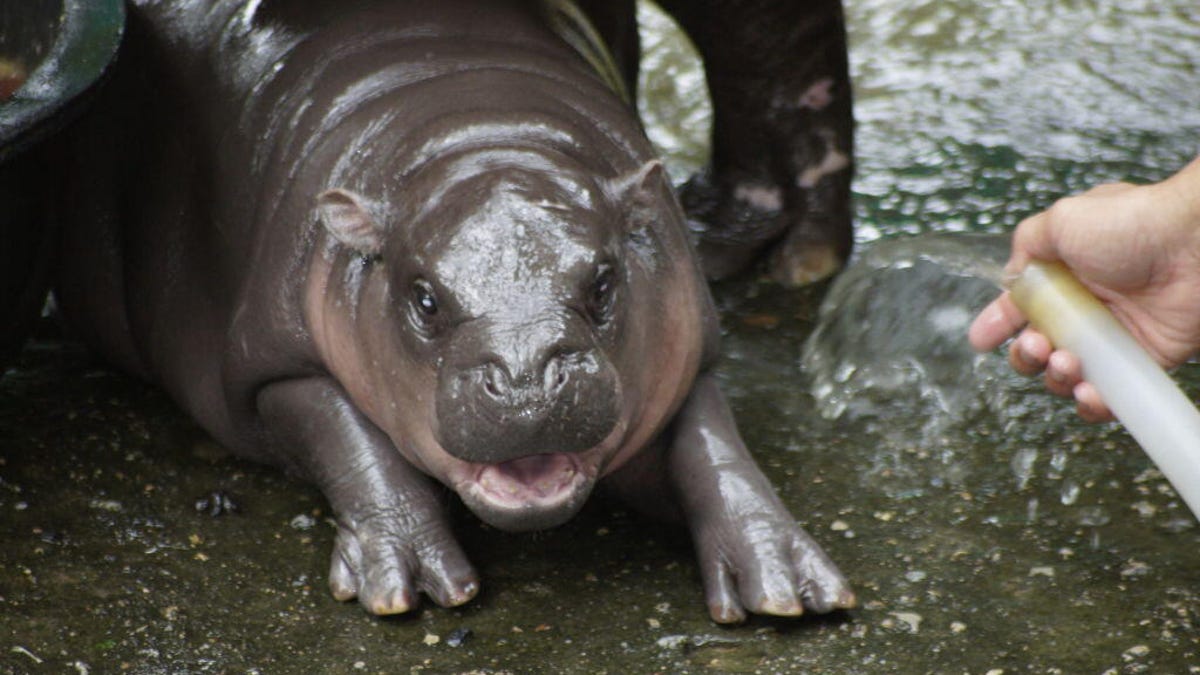 Moo Deng the pygmy hippo opens its mouth to play with water from a hose