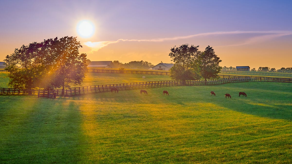 Horses graze in a field at sunset.
