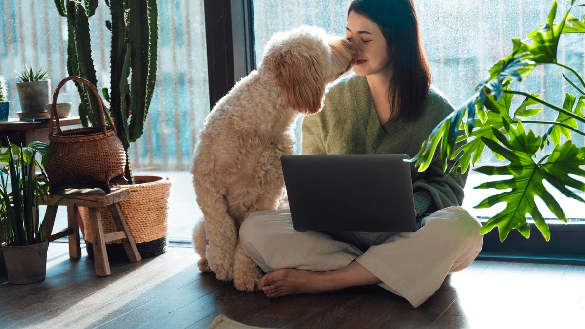 A woman sits on the floor with a laptop while a fuzzy dog licks her face.