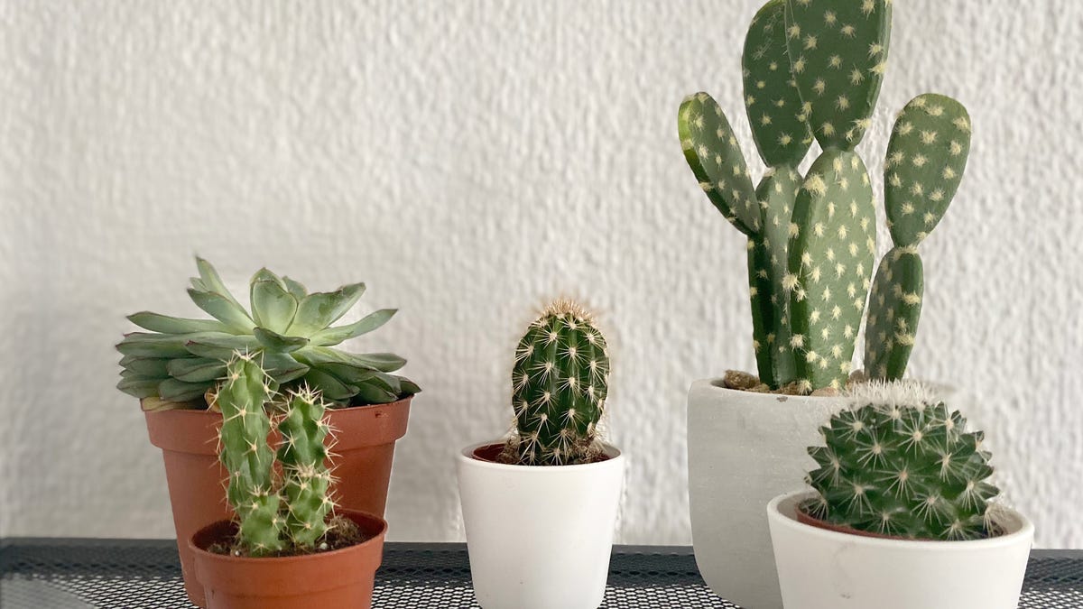 cacti and succulent plants on table