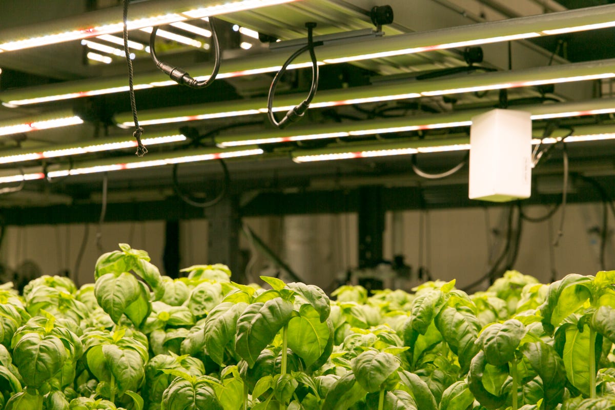 bowery-farms-modern-farming-indoors-12.jpg