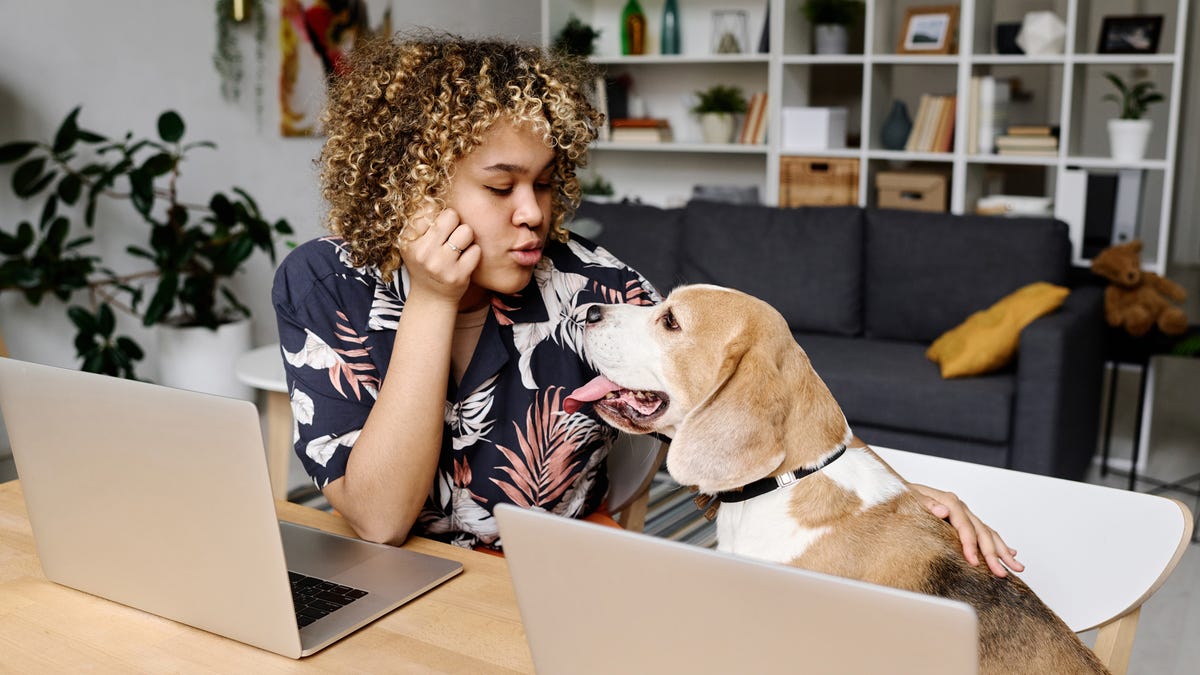 Woman looking at dog while petting them.