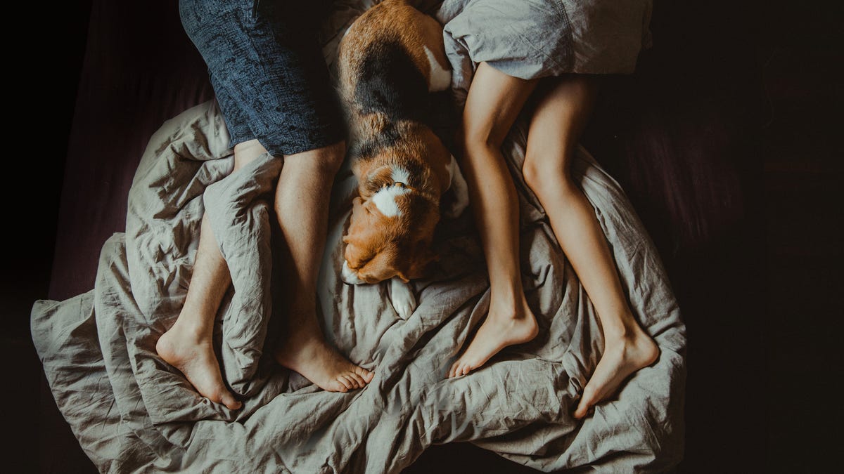 A couple sleeping in bed with their dog in the middle of them