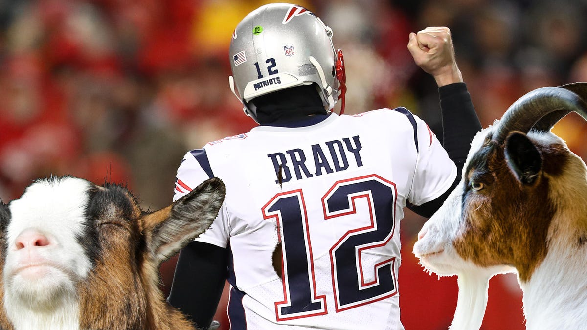 brady1cropgoats