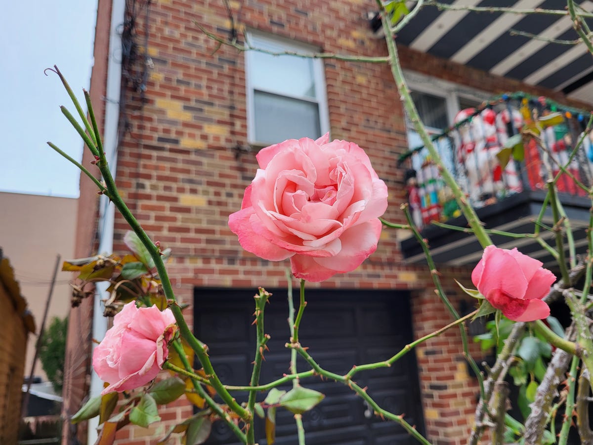 gs21-fe-pink-flower-2