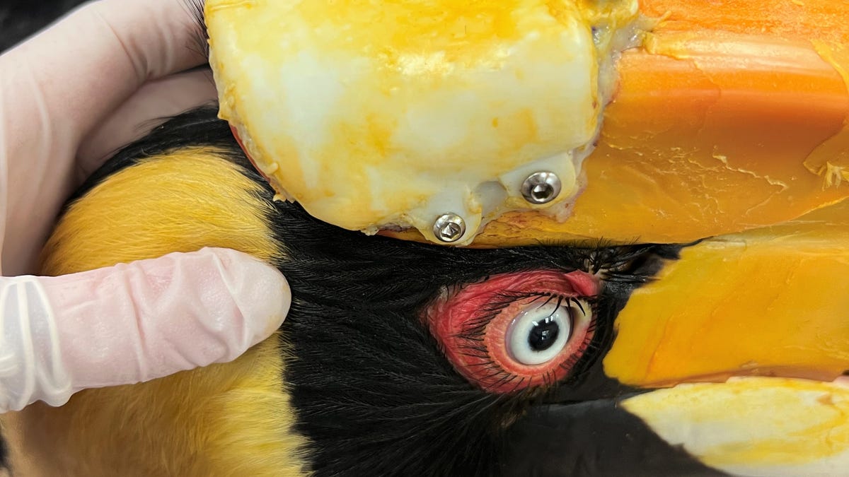 Crescent the hornbill's 3D printed bill