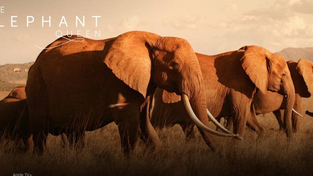 apple-tv-plus-elephant-queen