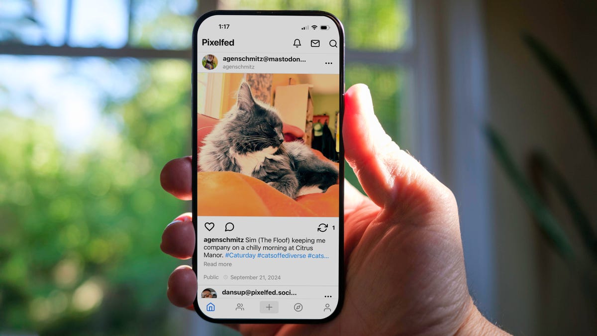 An iPhone held in front of a window. On the phone is a photo of a cat in a Pixelfed app.