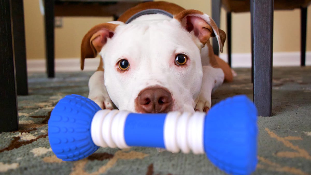 pit-bull-with-gobone.jpg