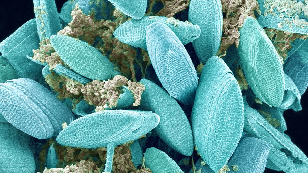 Cyan blue microorganisms known as diatoms appear in a clump together. They're shaped like rounded diamonds.