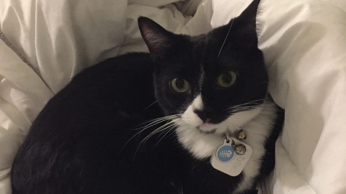 tango-cat-social-crop